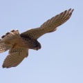 Kestrel (Falco tinnunulus) Mark Elvin